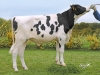 DOSE TAUREAU MULTICAST - NFR7936613359 - 6691326
