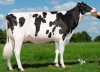 DOSE TAUREAU MULTICAST - NFR7936613359 - 6691326