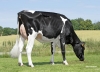 DOSE TAUREAU OPROD - NFR7936613768 - 6694741