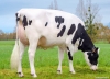 DOSE TAUREAU PERIGNE - NFR7949121561 - 6695560