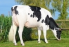 DOSE TAUREAU PERIGNE - NFR7949121561 - 6695560