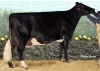 DOSE TAUREAU NEWSTAR - NFR7954021108 - 6691948