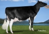 DOSE TAUREAU NEWSTAR - NFR7954021108 - 6691948