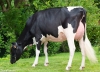 DOSE TAUREAU NEWSTAR - NFR7954021108 - 6691948
