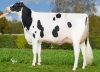 DOSE TAUREAU UROUET P - NFR7954101413 - 66A1742
