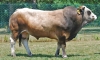 DOSE TAUREAU TALLEYRAND - NFR7963633044 - 71A1606