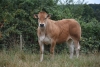 DOSE TAUREAU SULLY - NFR7967912396 - 71A0181