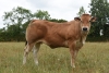 DOSE TAUREAU SULLY - NFR7967912396 - 71A0181