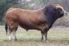DOSE TAUREAU VULAIN - NFR7968170863 - 7168676