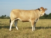 DOSE TAUREAU VULAIN - NFR7968170863 - 7168676