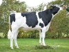 DOSE TAUREAU PERIOT - NFR7968273031 - 6695561