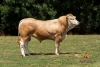 DOSE TAUREAU PITCHOUN - NFR7969741300 - 7997022