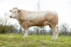 DOSE TAUREAU THOT - NFR8067527394 - 79A1847