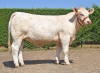 DOSE TAUREAU ORIFLAM PP - NFR8069467335 - 3895925