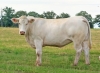 DOSE TAUREAU ORIFLAM PP - NFR8069467335 - 3895925
