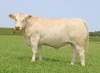DOSE TAUREAU ORIFLAM PP - NFR8069467335 - 3895925