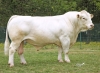 DOSE TAUREAU ORIFLAM PP - NFR8069467335 - 3895925