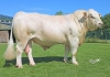 DOSE TAUREAU ORIFLAM PP - NFR8069467335 - 3895925
