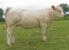 DOSE TAUREAU ORIFLAM PP - NFR8069467335 - 3895925