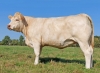 DOSE TAUREAU ORIFLAM PP - NFR8069467335 - 3895925