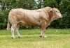 DOSE TAUREAU RAMI - NFR8160031547 - 79A0132