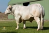 DOSE TAUREAU LHORPAIR - NFR8160076027 - 9591077