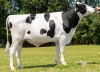 DOSE TAUREAU ODRISCOL - NFR8160098071 - 6694727