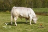 DOSE TAUREAU OCTIFER - NFR8160199280 - 9595686