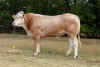 DOSE TAUREAU STEWBALL - NFR8220211210 - 79A1557