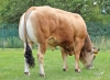 DOSE TAUREAU TOPBEEF XT - NFR8511901185 - 71A1995