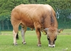 DOSE TAUREAU TOPBEEF XT - NFR8511901185 - 71A1995