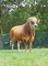 DOSE TAUREAU TOPBEEF XT - NFR8511901185 - 71A1995