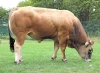 DOSE TAUREAU TOPBEEF XT - NFR8511901185 - 71A1995
