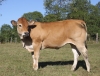 DOSE TAUREAU MELLE - NFR8559128277 - 7192403