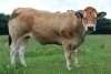 DOSE TAUREAU MELLE - NFR8559128277 - 7192403