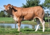 DOSE TAUREAU MELLE - NFR8559128277 - 7192403