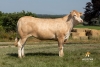 DOSE TAUREAU LATINO - NFR8564824755 - 7990676
