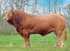 DOSE TAUREAU PERCY - NFR8606287055 - 3496781