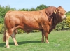 DOSE TAUREAU PERCY - NFR8606287055 - 3496781
