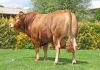DOSE TAUREAU PERCY - NFR8606287055 - 3496781
