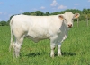 DOSE TAUREAU SAINFOIN - NFR8687480321 - 38A1287