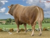DOSE TAUREAU MALIJAI - NFR8701383915 - 3493121