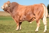 DOSE TAUREAU JT - NFR8710311268 - 3489636
