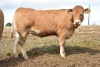 DOSE TAUREAU JT - NFR8710311268 - 3489636
