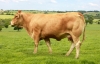 DOSE TAUREAU JT - NFR8710311268 - 3489636