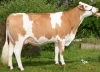 DOSE TAUREAU MATUVU - NFR8843743251 - 3591757