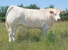 DOSE TAUREAU MAGIQUE - NFR8843788346 - 3892612