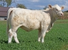 DOSE TAUREAU MAGIQUE - NFR8843788346 - 3892612