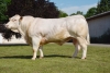 DOSE TAUREAU MAGIQUE - NFR8843788346 - 3892612