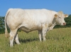 DOSE TAUREAU MAGIQUE - NFR8843788346 - 3892612